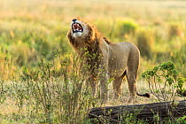 Lion (Panthera leo) male flehmen response, scenting  female's urine to see if she is on heat, Masai-Mara Game Reserve, Kenya