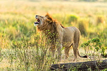 Lion (Panthera leo) male flehmen response, scenting  female's urine to see if she is on heat,, Masai-Mara Game Reserve, Kenya