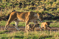 Lion (Panthera leo) cubs with their mother joining the pride, Masai-Mara Game Reserve, Kenya