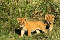 Lion (Panthera leo) cubs following their mother, Masai-Mara Game Reserve, Kenya