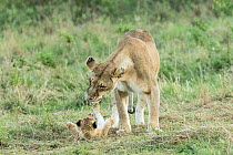 Lion (Panthera leo) mother and cub playing,  Masai-Mara Game Reserve, Kenya
