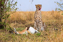 Cheetah (Acinonyx jubatus) female and the Thomson's gazelle she just killed, Masai-Mara Game Reserve, Kenya