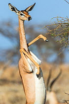 Gerenuk (Litocranius walleri) female standing on hind legs to feed on acacia tree, Samburu Game Reserve, Kenya