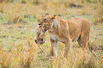 Lion (Panthera leo) female carrying one of her cubs, Masai-Mara Game Reserve, Kenya