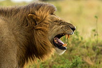 Lion (Panthera leo), male flehmen response, scenting  female's urine to see if she is on heat, Masai-Mara Game Reserve, Kenya