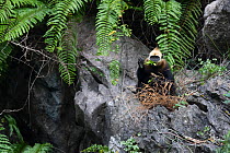 Cat Ba langur (Trachypithecus poliocephalus) Ha Long Bay UNESCO World Heritage Site, endemic to Cat Ba island, Vietnam. Critically Endangered