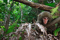 Yakushima macaque (Macaca fuscata yakui) juvenile, Yakushima Island, UNESCO World Heritage Site, Japan. Endemic to Yakushima Island.