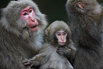 Yakushima macaque (Macaca fuscata yakui) adult and infant, Yakushima Island, UNESCO World Heritage Site, Japan. Endemic to Yakushima Island.