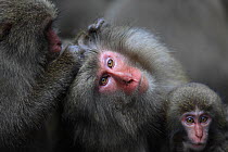 Yakushima macaque (Macaca fuscata yakui) adult grooming another with infant, Yakushima Island, UNESCO World Heritage Site, Japan. Endemic to Yakushima Island.