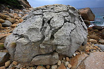 Granite boulder on the coast, Yakushima Island, UNESCO World Heritage Site, Japan.