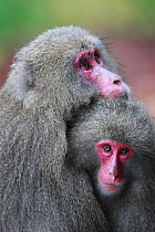 Yakushima macaque (Macaca fuscata yakui) adult and infant, Yakushima Island, UNESCO World Heritage Site, Japan. Endemic to Yakushima Island.