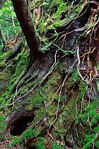 Sub-tropical rainforest in Shiratani Unsuikyo Ravine, Yakushima Island, UNESCO World Heritage Site, Japan.