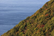 Coastal forest on  Yakushima Island, UNESCO World Heritage Site, Japan.