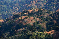 Forests in the central zone of Yakushima Island, UNESCO World Heritage Site, Japan.