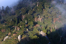 Granite boulders and forests in the central zone of Yakushima Island, UNESCO World Heritage Site, Japan.