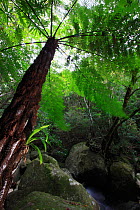 Rough tree fern (Cythea sp) Yakushima Island UNESCO World Heritage Site, Japan.