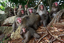 Yakushima macaque (Macaca fuscata yakui) group, Yakushima Island, UNESCO World Heritage Site, Japan. Endemic to Yakushima Island.