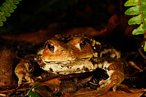 Japanese common toad (Bufo japonica) Yakushima Island, UNESCO World Heritage Site, Japan. Endemic to Yakushima Island.