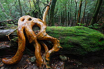 Japanese stewartia (Stewartia ssp) roots, Yakushima Island, UNESCO World Heritage Site, Japan.