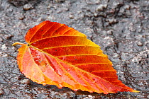 Autumnal leaf, Shiratani Unsuikyo, Yakushima Island, UNESCO World Heritage Site, Japan.