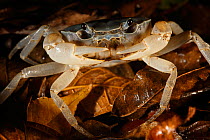 Crab in leaf litter, Yakushima Island, UNESCO World Heritage Site, Japan.