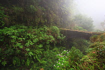 Ravine in Ribiera do Cedros, Queimadas, Laurisilva of Madeira UNESCO World Heritage Site, Madeira, March.