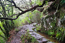 Primary forest in Levado do Furado,  Ribiero Frio, Laurisilva of Madeira UNESCO World Heritage Site, Madeira, March.