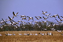 Sarus crane (Grus antigone) Keoladeo National Park UNESCO Natural World Heritage Site, India. Small repro only