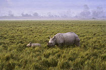 Indian rhinoceros (Rhinoceros unicornis) adult and calf, Kaziranga National Park UNESCO Natural World Heritage Site, Assam, India. Small repro only.