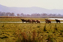 Wild water buffalo (Bubalus arnee) herd in Kaziranga National Park UNESCO World Heritage Site, India. Small repro only.