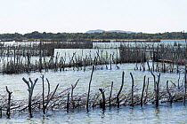Fish traps in  St Lucia Game Reserve, iSimangaliso Wetland Park UNESCO Natural World Heritage Site, South Africa