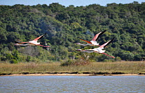 Greater flamingos, (Phoenicopterus ruber) in flight,  St Lucia Game Reserve, iSimangaliso Wetland Park UNESCO Natural World Heritage Site, South Africa