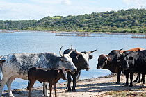 Nguni cows, Kosi Bay,  St Lucia Game Reserve, iSimangaliso Wetland Park UNESCO Natural World Heritage Site, South Africa