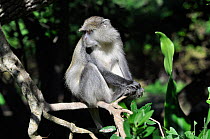 Samango / Blue monkey (Cercopithecus mitis)  St Lucia Game Reserve, iSimangaliso Wetland Park UNESCO Natural World Heritage Site, South Africa