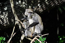 Samango / Blue monkey (Cercopithecus mitis) with baby, St Lucia Game Reserve, iSimangaliso Wetland Park UNESCO Natural World Heritage Site, South Africa