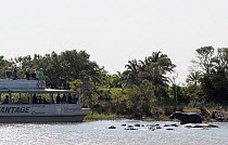 Tourists watching hippos (Hippopotamus amphibius), iSimangaliso Wetland Park UNESCO World Heritage Site, St. Lucia Game Reserve, KwaZulu natal, South Africa