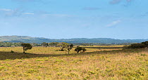 Savanna landscape in St. Lucia Game Reserve, iSimangaliso Wetland Park UNESCO Natural World Heritage Site,   South Africa