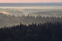 Landscape of the Virgin Komi Forests UNESCO World Heritage site, the largest virgin forests in Europe. Ural Mountains, Komi Republic, Russia. August 2016