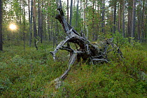Fallen tree in Virgin Komi Forests UNESCO World Heritage site, the largest virgin forests in Europe. Ural Mountains, Komi Republic, Russia. August 2016