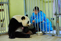 Keeper (Mrs. He Ping) feeding Giant panda (Ailuropoda melanoleuca) mother Huan Huan  holding her baby. The mother is having diluted honey with water to regain strength.Beauval Zoo, France, 5th August...