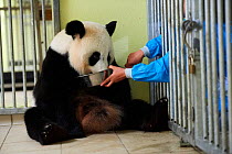 Keeper distracting female Giant panda Huan Huan (Ailuropoda melanoleuca) with food to try to take away her baby for nursing, Beauval Zoo, France, 5th August 2017  Please contact us to order / licence...