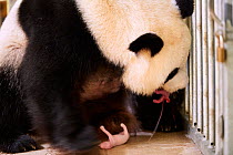 Giant panda (Ailuropoda melanoleuca) female, Huan huan, giving birth to her second twin (at 22h32) which she is holding in her mouth. Her first twin, born 15 minutes before, is on the ground in this i...
