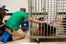 Giant panda (Ailuropoda melanoleuca) female, Huan Huan, undergoing an ultrasound scan by chief veterinarian, Baptiste Mulot. Taken 4 days before the birth of her baby. Beauval Zoo, France, 1st August...