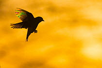 European Greenfinch (Chloris chloris) flying at dawn. When backlit the tiny transparent barbs that make up the feather act like a prism revealing vivid colours in the early light. Monmouthshire, Wales...