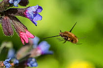 Bee fly  (Bombylius major) feeding, in flight from Lungwort (Pulmonaria officinalis), Monmouthshire, Wales, UK, April.