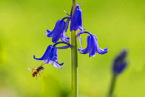 Red mason bee (Osmia bicornis) flying to Bluebell (Hyacinthoides non-scripta) flower, Monmouthshire, Wales, UK, April.