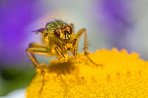 Yellow dung fly (Scathophaga stercoraria)  feeding on pollen, UK, June 2014.