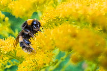 Heath bumblebee (Bombus jonellus) on Golden rod (Solidago) Monmouthshire, Wales, UK, September.