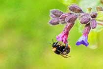 Early bumblebee (Bombus partorum) feeding on  Lungwort (Pulmonaria officinalis), Monmouthshire, Wales, UK. May.