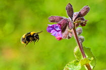 Early bumblebee (Bombus partorum), flying to Lungwort (Pulmonaria officinalis), Monmouthshire, Wales, UK. May.